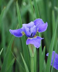 Attēlu rezultāti vaicājumam “Iris sibirica”