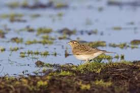 Attēlu rezultāti vaicājumam “Alauda arvensis adult”