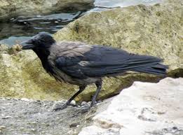 Attēlu rezultāti vaicājumam “Corvus cornix adult”
