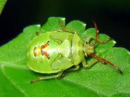 Attēlu rezultāti vaicājumam “Elasmostethus interstinctus nymph”