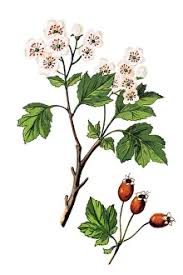 Attēlu rezultāti vaicājumam “Crataegus laevigata”