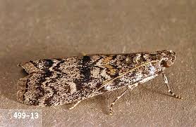 Attēlu rezultāti vaicājumam “Trichia ambigua stalked”