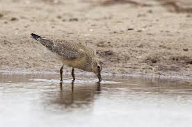 Attēlu rezultāti vaicājumam “Calidris canutus”