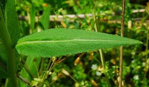 Attēlu rezultāti vaicājumam “Hesperis matronalis leaf”