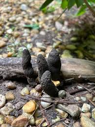 Attēlu rezultāti vaicājumam “Xylaria polymorpha”