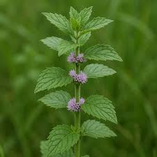 Attēlu rezultāti vaicājumam “Mentha arvensis leaf”