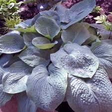 Image result for Hosta sieboldiana 'Elegans'