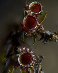 Attēlu rezultāti vaicājumam “Pohlia wahlenbergii macro”