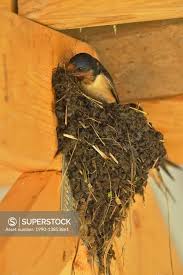 Attēlu rezultāti vaicājumam “Hirundo rustica nest”