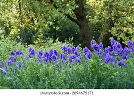 Attēlu rezultāti vaicājumam “Aconitum napellus leaf”