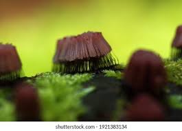 Attēlu rezultāti vaicājumam “Stemonitis fusca plasmodium”