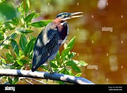 Image result for Butorides virescens