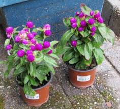 Image result for Kugelamarant