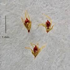 Attēlu rezultāti vaicājumam “Ephemerum serratum”