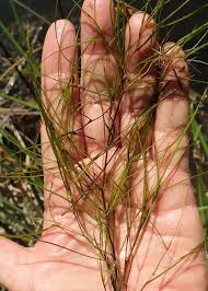 Attēlu rezultāti vaicājumam “Stuckenia pectinata”