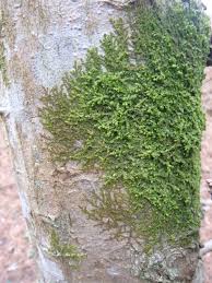 Attēlu rezultāti vaicājumam “Radula complanata”