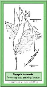 Attēlu rezultāti vaicājumam “Sinapis arvensis fruit”