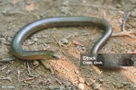 Attēlu rezultāti vaicājumam “Anguis fragilis”