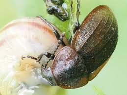 Attēlu rezultāti vaicājumam “Phosphuga atrata”