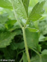 Attēlu rezultāti vaicājumam “Chaerophyllum aromaticum leaf”