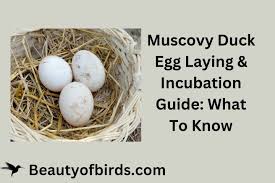 Attēlu rezultāti vaicājumam “Bonasa bonasia eggs”