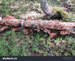 Attēlu rezultāti vaicājumam “Scolytus ratzeburgi”