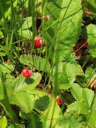 Attēlu rezultāti vaicājumam “Fragaria viridis”