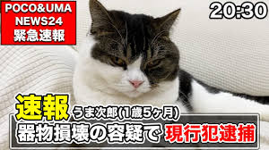 猫次郎o에 대한 이미지 검색결과