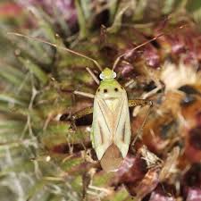 Attēlu rezultāti vaicājumam “Adelphocoris quadripunctatus imago”