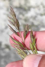 Attēlu rezultāti vaicājumam “Festuca arenaria”