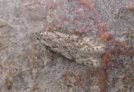 Attēlu rezultāti vaicājumam “Carpatolechia alburnella”