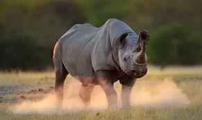 Image result for Rhyl Rhinos