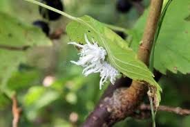 Attēlu rezultāti vaicājumam “Eriocampa ovata larva”