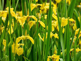 Attēlu rezultāti vaicājumam “Iris pseudacorus leaf”