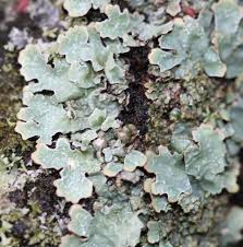 Attēlu rezultāti vaicājumam “Parmelia sulcata”