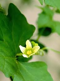 Attēlu rezultāti vaicājumam “Bryonia alba leaf”