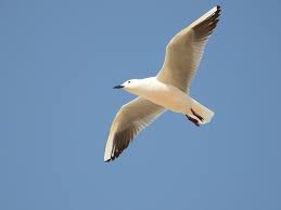 Image result for Chroicocephalus genei