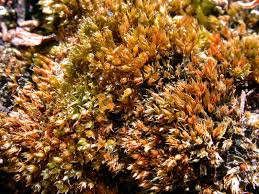 Attēlu rezultāti vaicājumam “Bryum rubens”