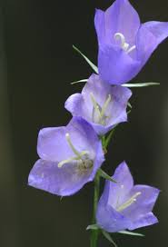 Image result for Campanula persicifolia
