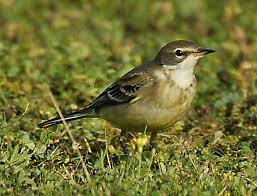 Attēlu rezultāti vaicājumam “Motacilla flava flava adult”