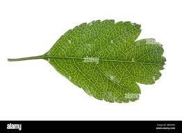 Attēlu rezultāti vaicājumam “Crataegus laevigata leaf”
