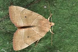 Attēlu rezultāti vaicājumam “Cosmia trapezina”