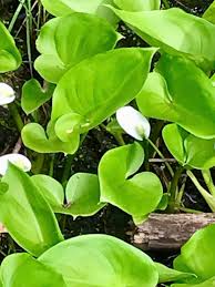 Attēlu rezultāti vaicājumam “Calla palustris flower”