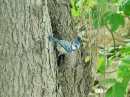 Attēlu rezultāti vaicājumam “Cyanistes caeruleus adult”