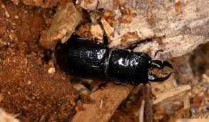 Attēlu rezultāti vaicājumam “Ceruchus chrysomelinus”