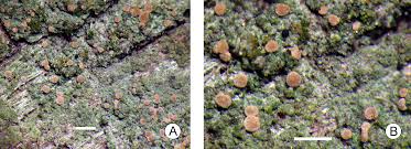 Attēlu rezultāti vaicājumam “Scoliciosporum chlorococcum”