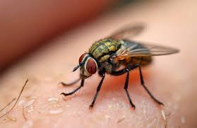 Attēlu rezultāti vaicājumam “Lipoptena cervi”