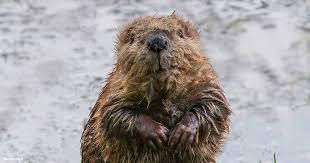 Image result for Beaver Sc