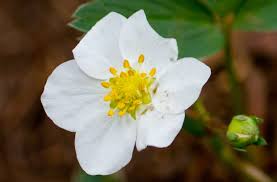 Image result for Fragaria vesca