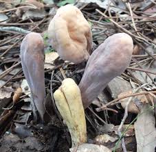 Attēlu rezultāti vaicājumam “Clavariadelphus pistillaris”